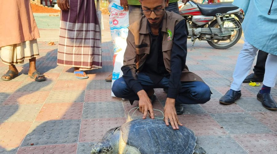 আমতলীর পায়রা নদীতে জেলের জালে ধরা পড়লো বিরল প্রজাতির মা কচ্ছপ, পরে নদীতে অবমুক্ত আমতলীর পায়রা নদীতে জেলের জালে ধরা পড়লো বিরল প্রজাতির মা কচ্ছপ, পরে নদীতে অবমুক্ত