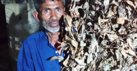 পাঁচবিবিতে শত্রুতায় বৃক্ষ নিধন