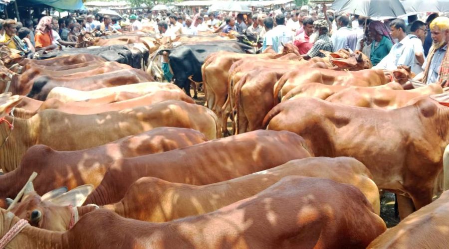 ঈদুল আজহায় ৯১ লাখ ৩৬ হাজার ৭৩৪টি পশু কোরবানি হয়েছে: প্রাণিসম্পদ অধিদপ্তর ঈদুল আজহায় ৯১ লাখ ৩৬ হাজার ৭৩৪টি পশু কোরবানি হয়েছে: প্রাণিসম্পদ অধিদপ্তর