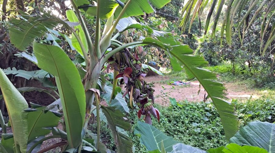 মুন্সিগঞ্জের সিরাজদিখানে এক কলা গাছে ১৩ থোর, উৎসুক জনতার ভীড় মুন্সিগঞ্জের সিরাজদিখানে এক কলা গাছে ১৩ থোর, উৎসুক জনতার ভীড়