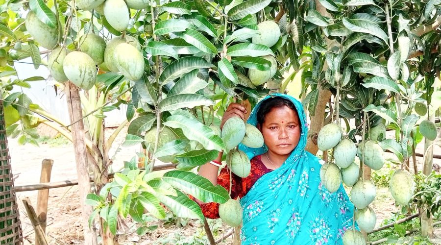জয়পুরহাটের পাঁচবিবিতে বাড়ির উঠানে ফল ও সবজি চাষ জয়পুরহাটের পাঁচবিবিতে বাড়ির উঠানে ফল ও সবজি চাষ