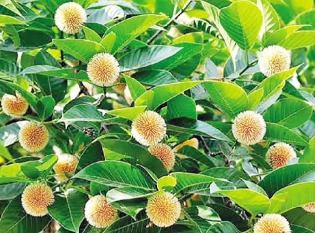 ডুমুরিয়ায় হারিয়ে যেতে বসেছে বর্ষার দুত কদম ফুল