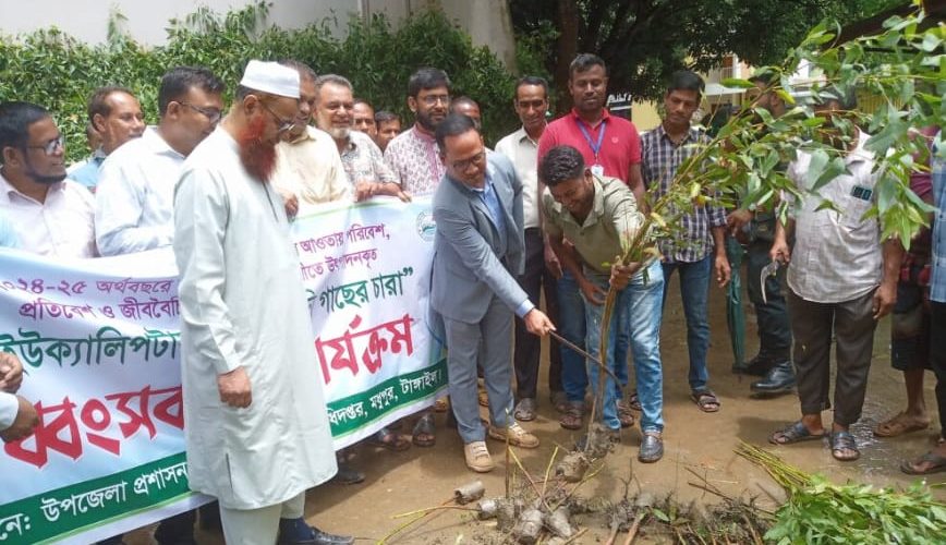 টাঙ্গাইলের মধুপুরে পরিবেশের জন্য ক্ষতিকর ৪০ হাজার ইউক্যালিপটাস গাছের চারা ধ্বংস টাঙ্গাইলের মধুপুরে পরিবেশের জন্য ক্ষতিকর ৪০ হাজার ইউক্যালিপটাস গাছের চারা ধ্বংস