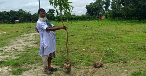 নওগার পোরশায় সাড়ে তিন শতাধীক আমগাছ উপড়ে ফেলেছে দুর্বৃত্বরা