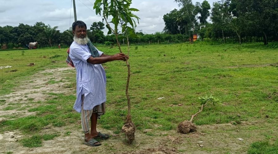 নওগার পোরশায় সাড়ে তিন শতাধীক আমগাছ উপড়ে ফেলেছে দুর্বৃত্বরা