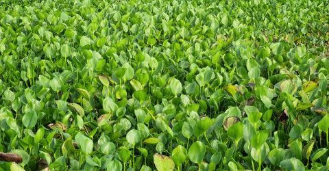 ডুমুরিয়ার‌ খর্নিয়া ডোমরার বিলে কচুরিপানায় বন্ধ খরস্রোতা খাল, পানির সংকটে লক লক্ষ মানুষ
