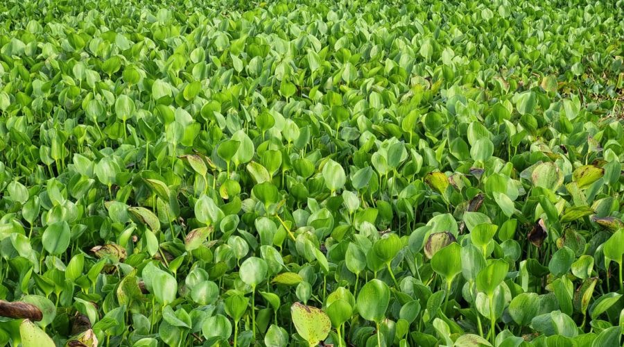 ডুমুরিয়ার খর্নিয়া ডোমরার বিলে কচুরিপানায় বন্ধ খরস্রোতা খাল, পানির সংকটে লক লক্ষ মানুষ ডুমুরিয়ার খর্নিয়া ডোমরার বিলে কচুরিপানায় বন্ধ খরস্রোতা খাল, পানির সংকটে লক লক্ষ মানুষ