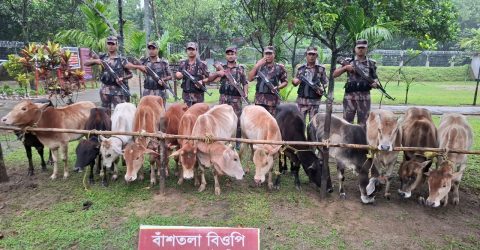 সুনামগঞ্জ সীমান্তে স্টিল বডি নৌকাসহ ৩৪টি ভারতীয় গরু আটক