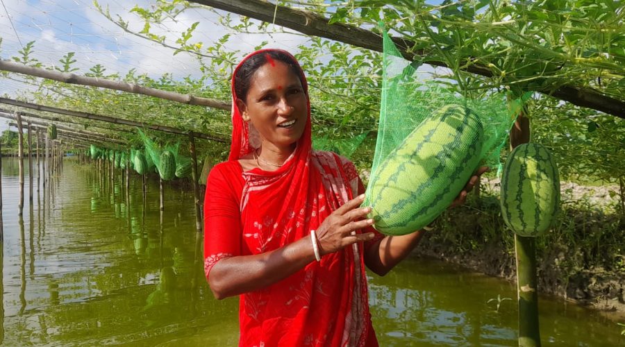 ডুমুরিয়ায় মহিলা তরমুজ চাষী বিপাশার বাম্পার ফলন, মুখে হাসি