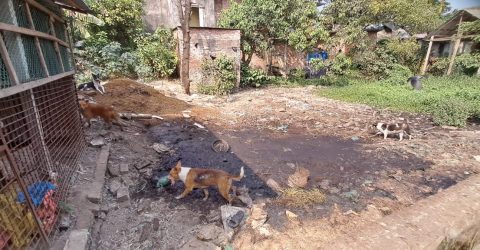 সিরাজদিখান বাজারে গরু-মুরগি-মাছ বর্জ্যের দুর্গন্ধে অতিষ্ঠ এলাকাবাসী সিরাজদিখান বাজারে গরু-মুরগি-মাছ বর্জ্যের দুর্গন্ধে অতিষ্ঠ এলাকাবাসী