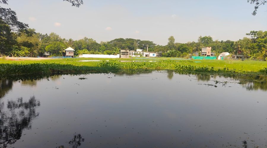 মুন্সিগঞ্জে প্রশাসনের নির্দেশেও সরেনি বিদ্যালয়ের মাঠের পানি, চলছে মাছ চাষ