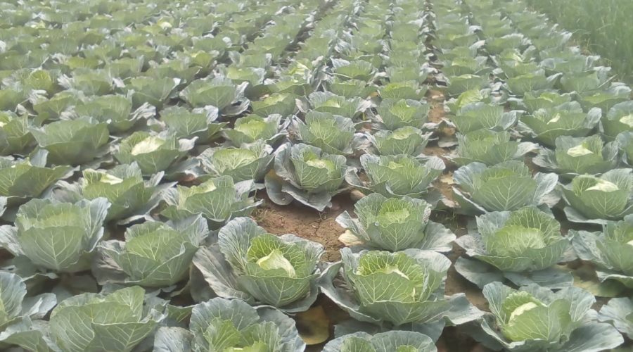 ডুমুরিয়ায় আগাম শীতকালীন বাঁধাকপি-ফুলকপি চাষে লাভবান কৃষকরা