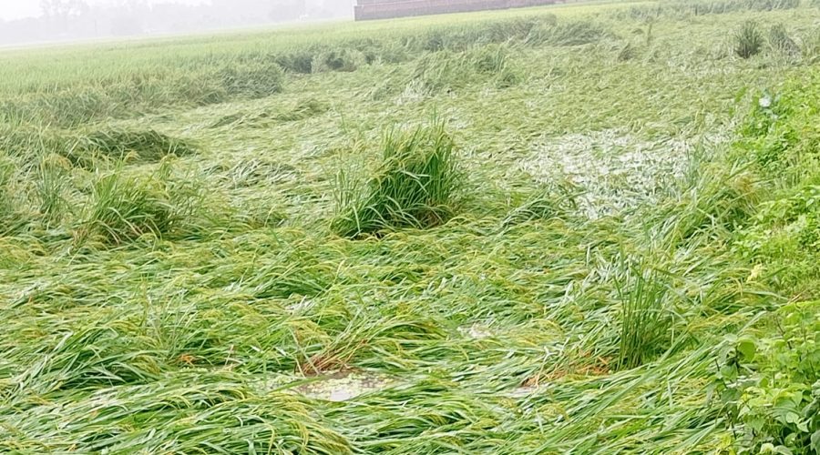 পাঁচবিবিতে বৃষ্টিতে আমন ধানের ক্ষতি