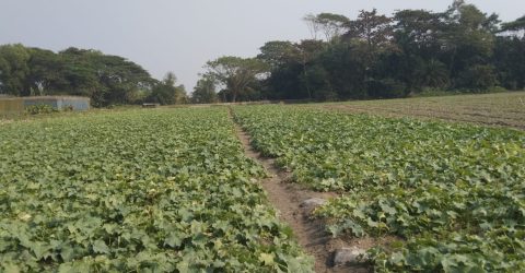 গলাচিপার গোলখালী ইউনিয়নে তরমুজ ও সবজি চাষে ব্যস্ত কৃষকরা, সরকারি সহায়তার দাবি