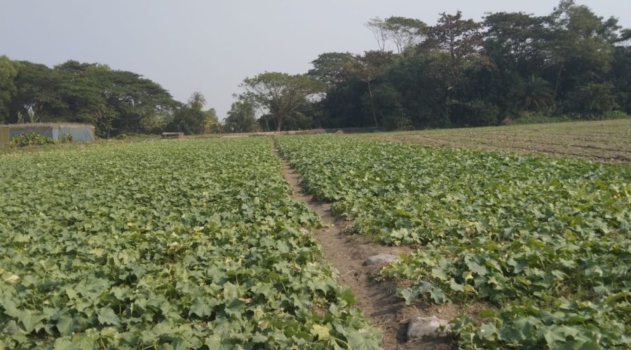 গলাচিপার গোলখালী ইউনিয়নে তরমুজ ও সবজি চাষে ব্যস্ত কৃষকরা, সরকারি সহায়তার দাবি