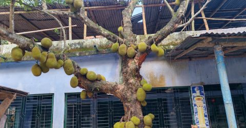 ডুমুরিয়ায় কাঁঠালের বাম্পার ফলন: হাসি ফুটেছে চাষিদের মুখে