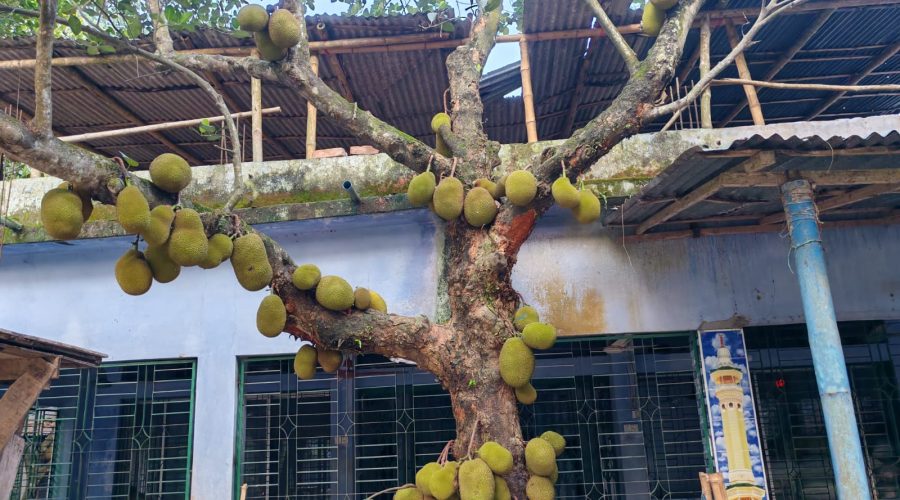 ডুমুরিয়ায় কাঁঠালের বাম্পার ফলন: হাসি ফুটেছে চাষিদের মুখে
