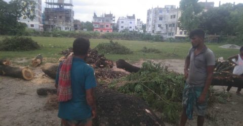 কেরানীগঞ্জে শতবর্ষী সরকারি গাছ কাটার অভিযোগ, প্রভাবশালীদের বিরুদ্ধে ক্ষোভ