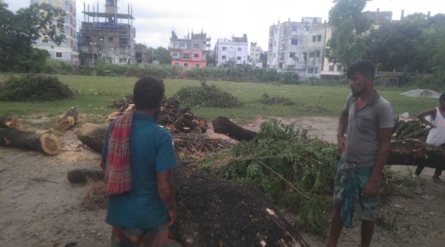 কেরানীগঞ্জে শতবর্ষী সরকারি গাছ কাটার অভিযোগ, প্রভাবশালীদের বিরুদ্ধে ক্ষোভ