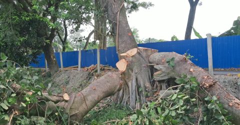 সিরাজদিখানে সরকারি জায়গার শতবর্ষী বটগাছ কাটার অভিযোগ, উদ্বিগ্ন এলাকাবাসী