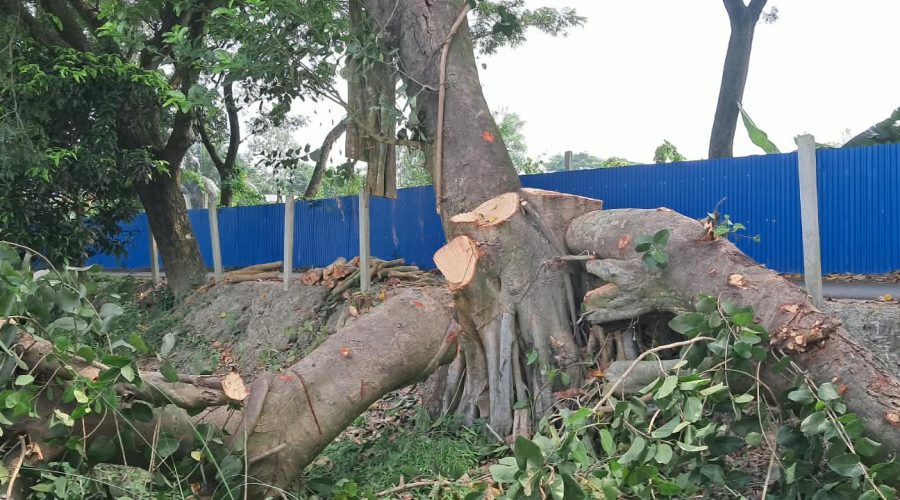 সিরাজদিখানে সরকারি জায়গার শতবর্ষী বটগাছ কাটার অভিযোগ, উদ্বিগ্ন এলাকাবাসী