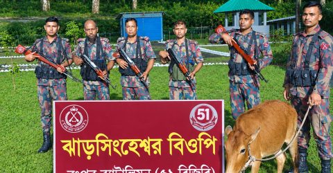 সীমান্তে বিজিবির অভিযানে ভারতীয় গরু জব্দ