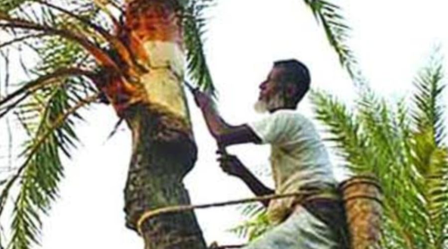 মানিকগঞ্জ ঝিটকার খেজুরের রস ও হাজারি গুড়, সংগ্রহে গাছ পরিচর্যায় ব্যস্ত গাছিরা