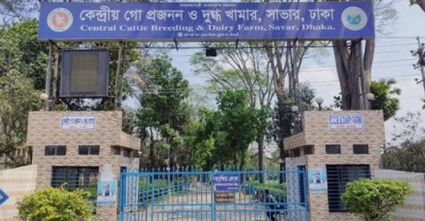 নির্দিষ্ট কোম্পানির সিন্ডিকেটের কবলে পশুখাদ্যের টেন্ডার