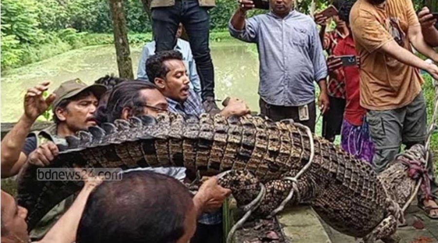 রিসোর্টে ২০ বছর ধরে অবৈধভাবে আটকে রাখা নোনা পানির একটি কুমির উদ্ধার করেছে বন বিভাগ