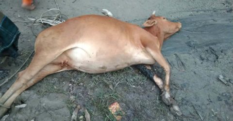 গলাচিপায় ভুল চিকিৎসার অভিযোগে গাভিন গরুর মৃত্যু, খামারির কান্না
