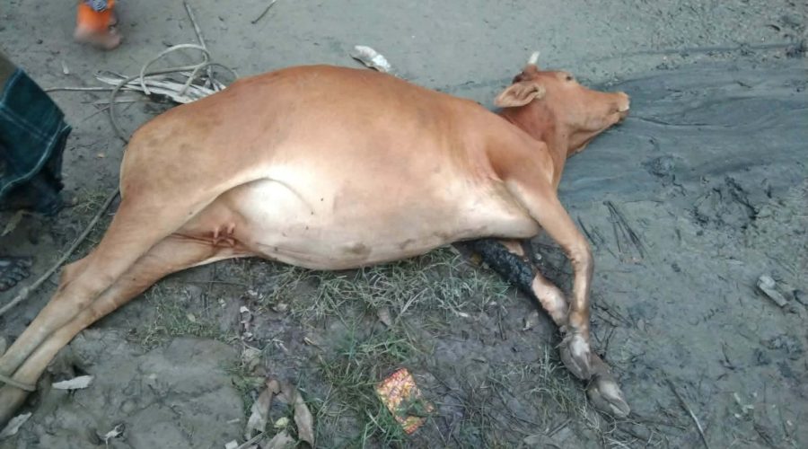 গলাচিপায় ভুল চিকিৎসার অভিযোগে গাভিন গরুর মৃত্যু, খামারির কান্না