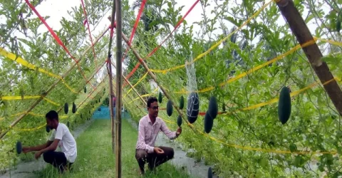 সারাদেশ গ্রীষ্মের ফল বর্ষায়! নওগাঁয় সাড়া ফেলেছে কালো তরমুজ