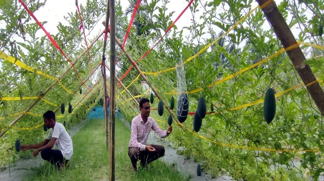 সারাদেশ গ্রীষ্মের ফল বর্ষায়! নওগাঁয় সাড়া ফেলেছে কালো তরমুজ